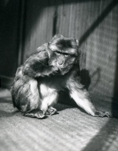 A Barbary Ape at London Zoo, March 1914 by Frederick William Bond